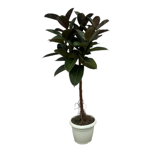 Ficus Elastica Robusta stam - 130 cm - Ø24cm