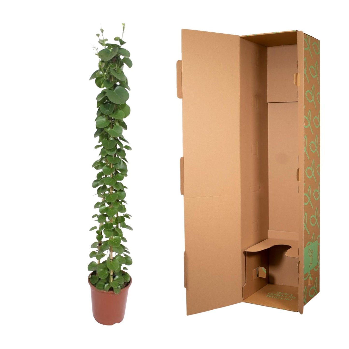 Cissus rotundifolia pyramide - 160 cm - ø27
