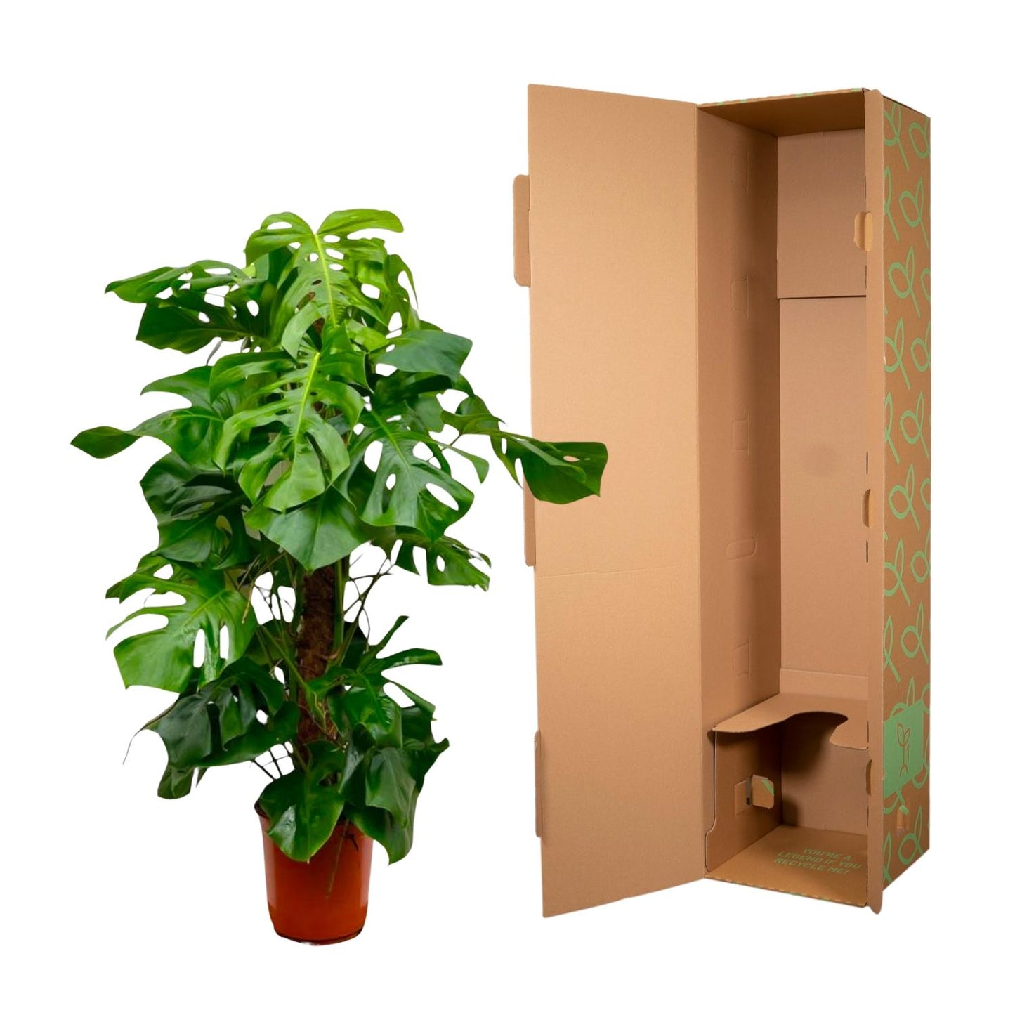 Monstera Deliciosa XXL - 145cm - ⌀27