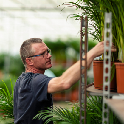 Dracaena Marginata - Ø21cm - ↕110cm