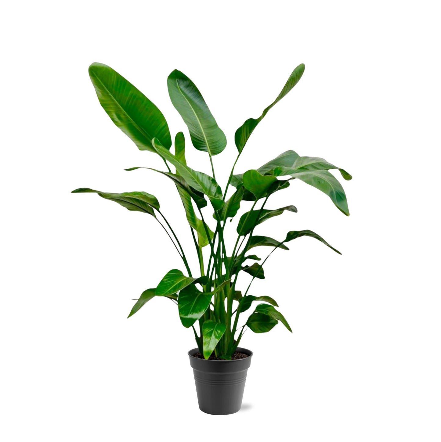 Strelitzia Nicolai - 150cm - Ø24
