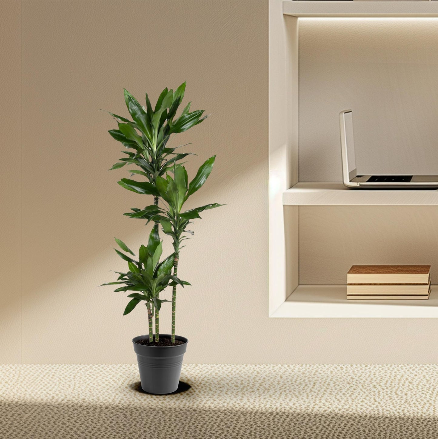 Dracaena Janet Lind - 150-160 cm - ø24