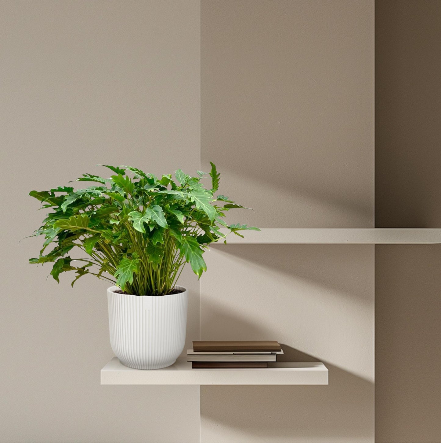 Philodendron Xanadu - 80 cm - Ø30