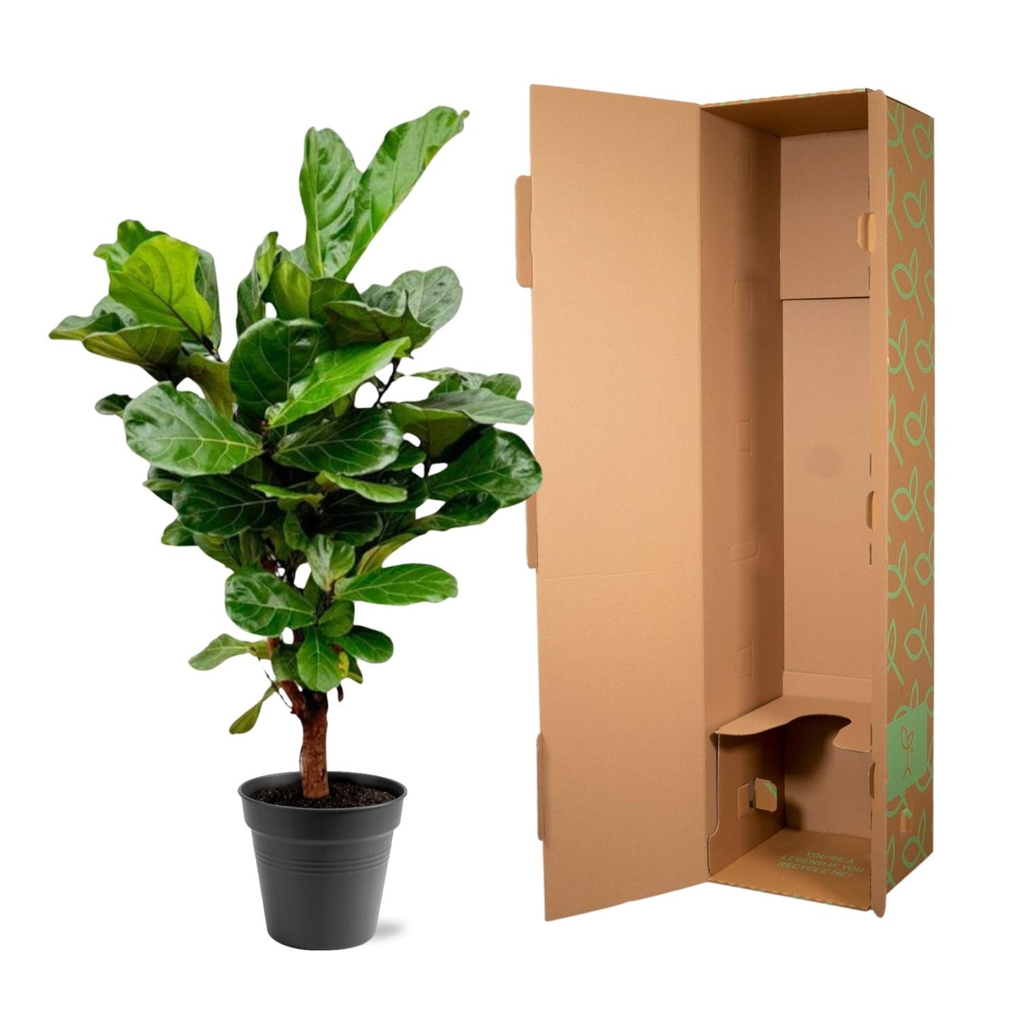 Ficus Lyrata vertakt - 130cm - ø 27cm