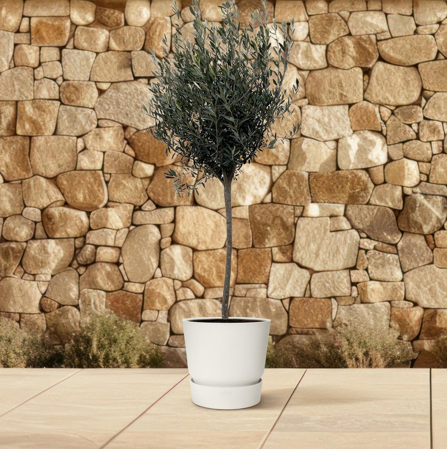 Olea Europaea op stam - 160cm- Ø24