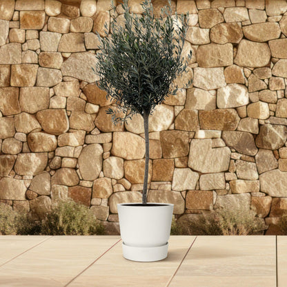 Olea Europaea op stam - 160cm- Ø24